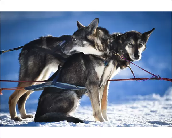 Sibirian Husky sled dogs ready to run