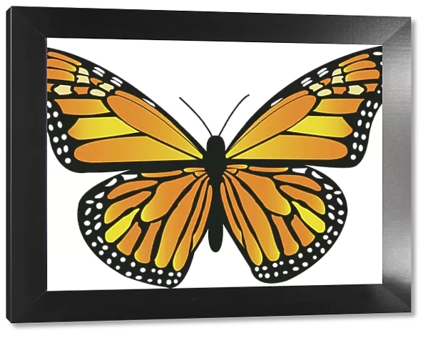 Beautiful Orange Monarch Butterfly