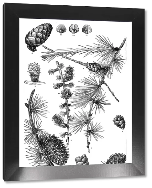 larch. Antique illustration of a Medicinal and Herbal Plants.
