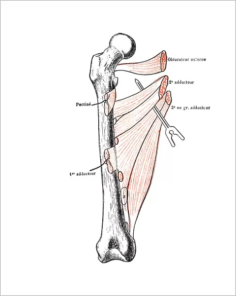 Right femur seen from forward with his adductor muscles