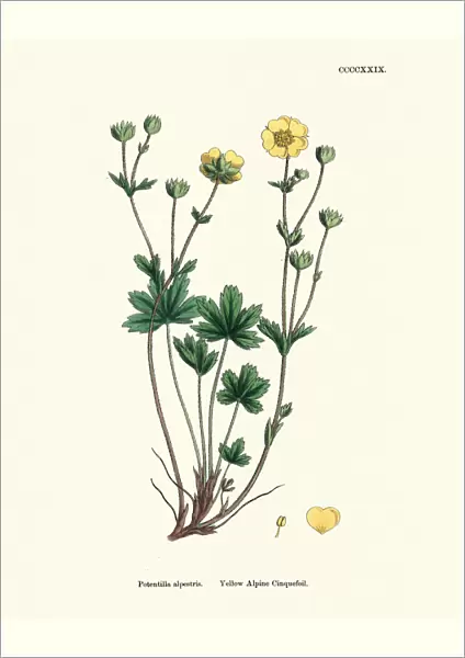 Botany, Potentilla crantzii, alpine cinquefoil, Flower, plant, botanical print