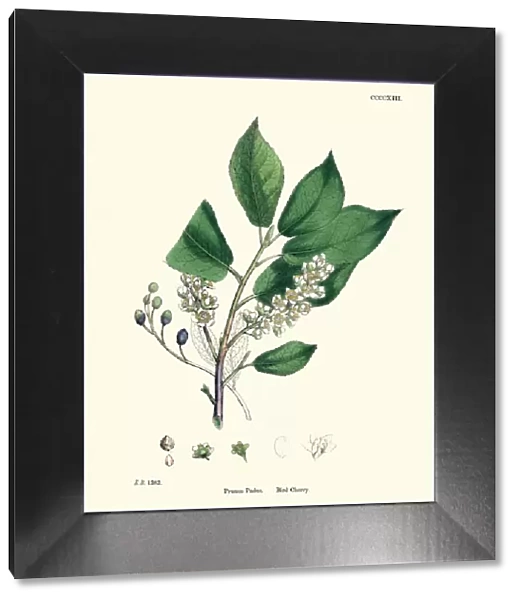 Prunus padus, bird cherry, hackberry, hagberry, Mayday tree, flowering plant