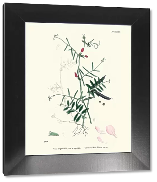 Natural History, Flora, Vicia angustifolia, Common wild Vetch