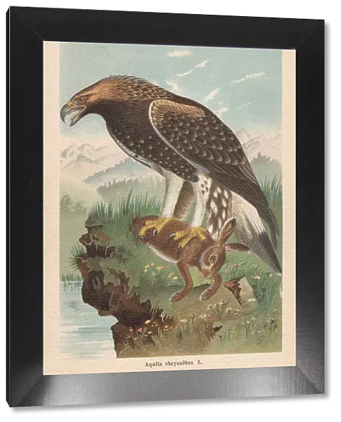 Golden eagle (Aquila chrysaetos), chromolithograph, published in 1896