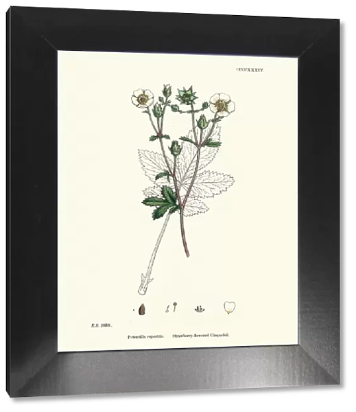 Botanical print, Potentilla rupestris, Strawberry flowered cinquefoil