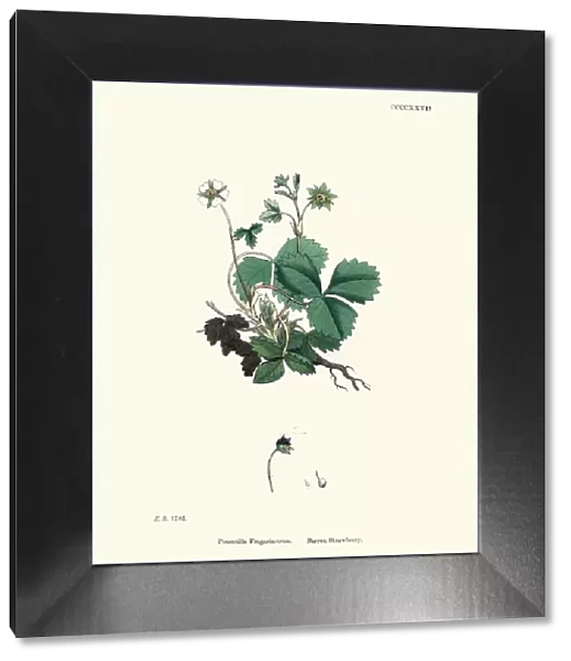Botany, Potentilla sterilis, barren strawberry, Flower, plant, botanical print