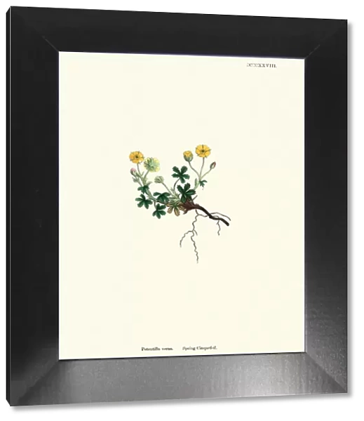 Botany, Potentilla neumanniana, spring cinquefoil, Flower, plant, botanical print
