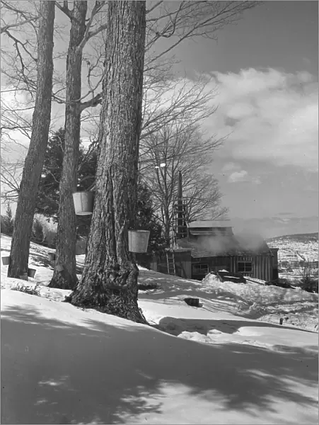 Winter. circa 1950: Winter scene, two buckets hanging from a tree