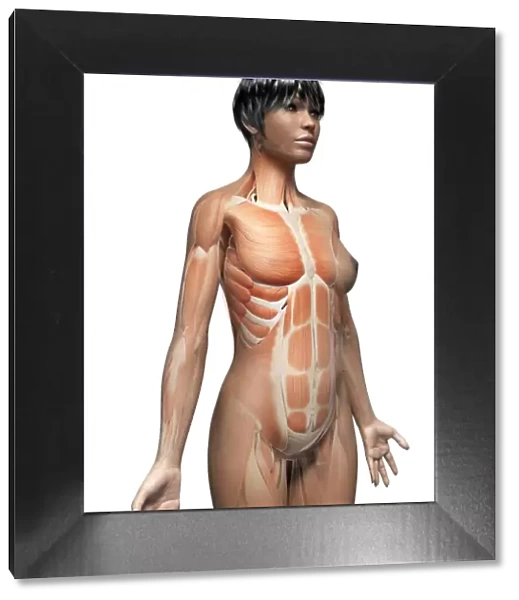 Female muscular system, illustration