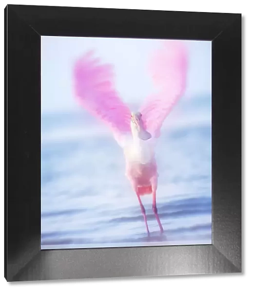 Blurred Motion Wings of Roseate Spoonbill at Fort Myers Beach, Florida