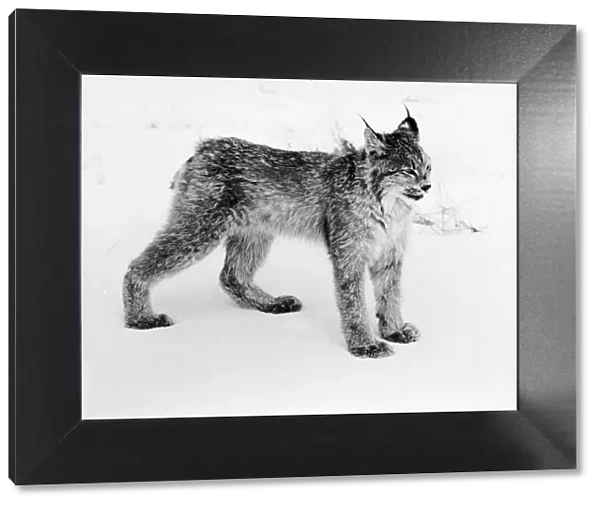 Lynx. circa 1950: Tonga, a pet Lynx, in its natural snow covered environment