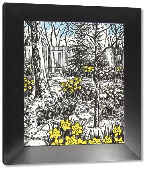 Backyard Garden with Daffodils