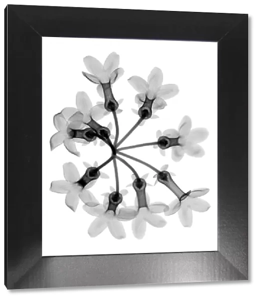 Stephanotis flowers, X-ray