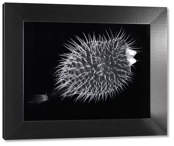 Porcupinefish, X-ray