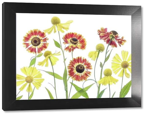 Heleniums. Helenium flowers on a white background