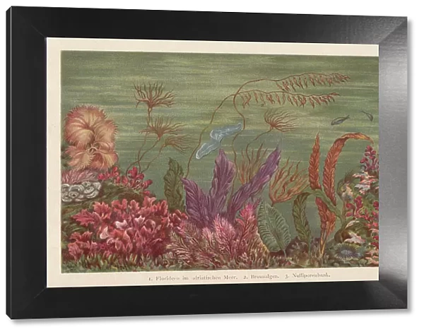 Seaweed, chromolithograph, published in 1894