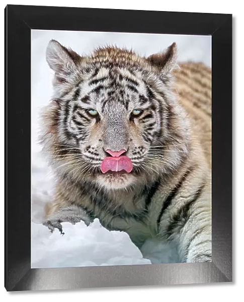 Young white tigress in the snow licking nose