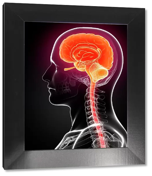 Male brain, computer artwork