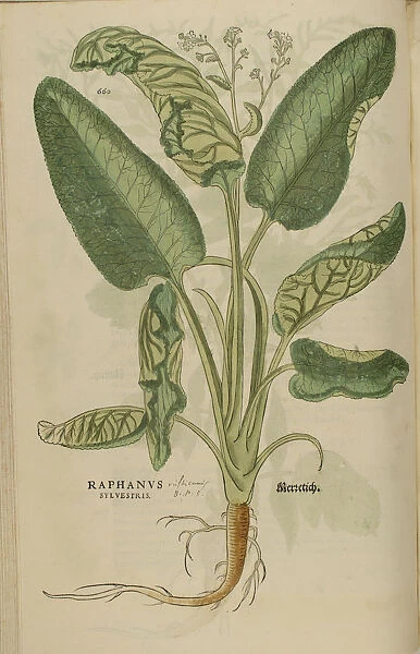 16th century Botany print