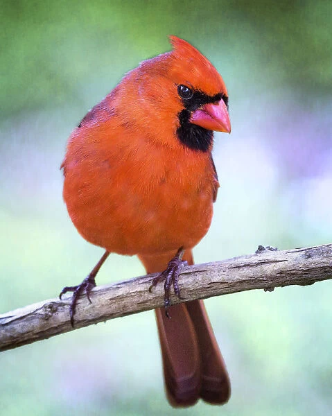 Adorable Close Up of Northern Cardinal Looking at Camera