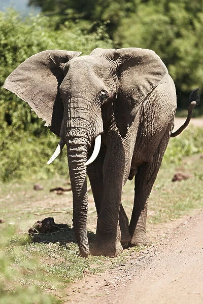 African Bush Elephant -Loxodonta africana-, Lake Manyara National Park, Tanzania, Africa