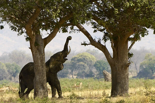 African elephant, Mana Pools NP, Zimbabwe