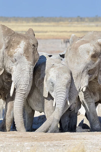 African Elephants -Loxodonta africana-, covered with dried mud, drinking at Newbroni waterhole, Etosha National Park, Namibia