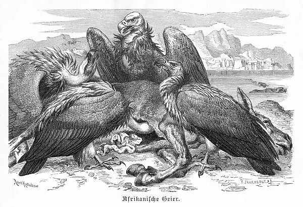 African Vultures engraving 1892