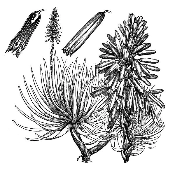 Aloe (Aloe Socotrina)