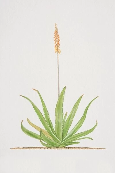 Aloe, flowering Aloe vera plant