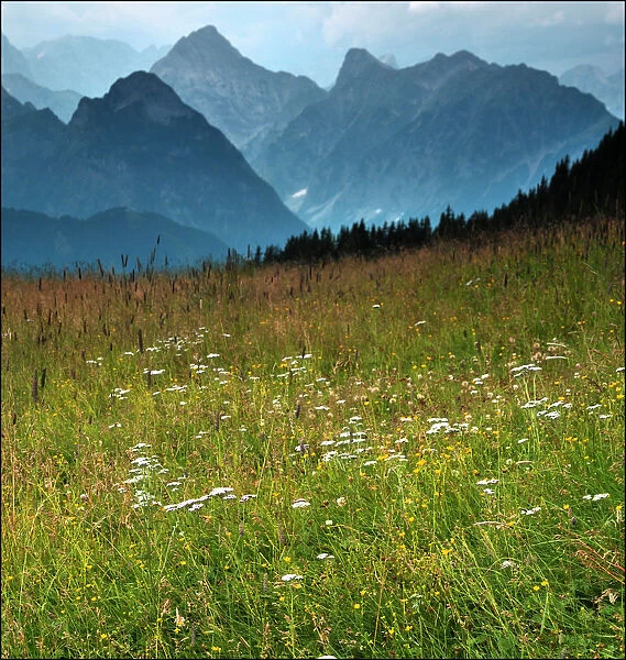 Alpine meadow