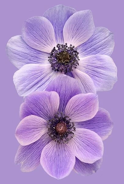 Anemones on a purple background