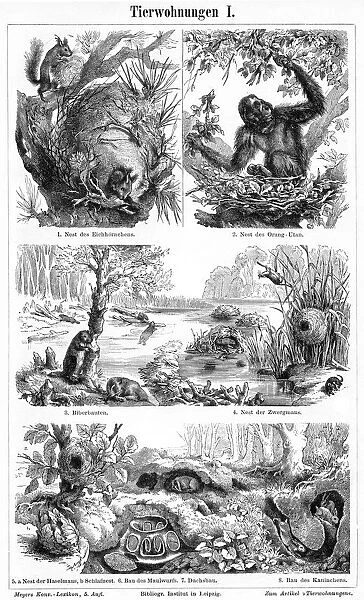 Animal nest and homes engraving 1895