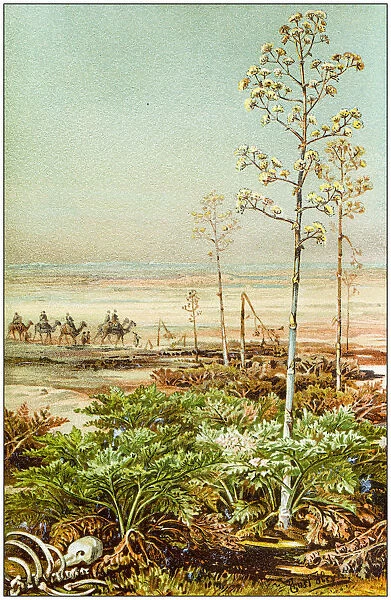 Antique botany illustration: Apiaceae or Umbelliferae