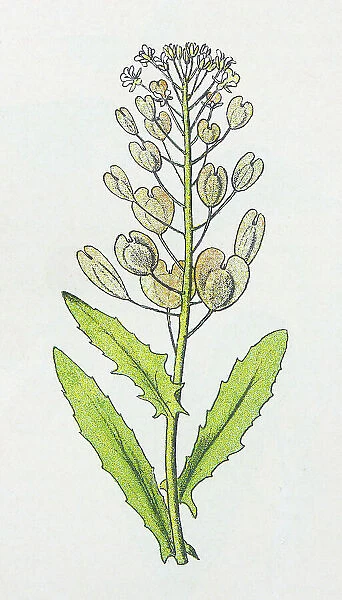 Antique botany illustration: Penny Cress, Thlaspi arvense