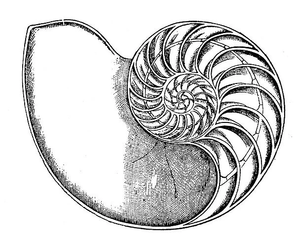Antique illustration of animals: Nautilus