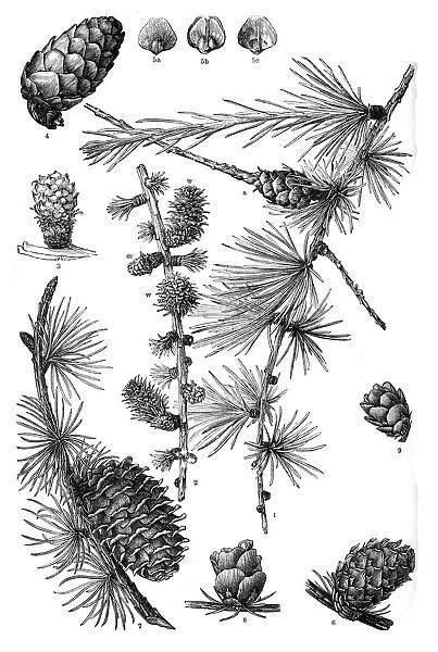 larch. Antique illustration of a Medicinal and Herbal Plants.