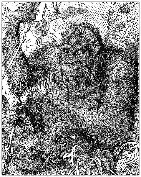 Antique illustration: Orangutan