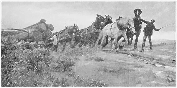 Antique photo of paintings: Horses