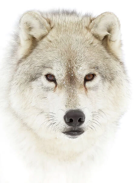 Arctic wolf closeup with snow on its nose in Canada