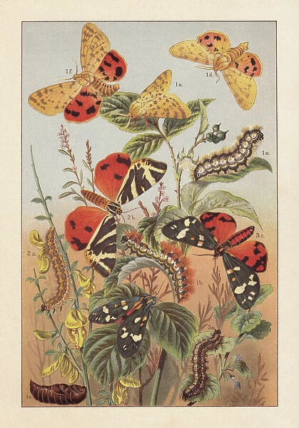 Arctiinae (tiger moths), lithograph, published around 1895
