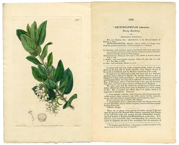 Arctostaphylos tomentosa Victorian Botanical Illustration, Downy Bearberry, Bearberry, 1835