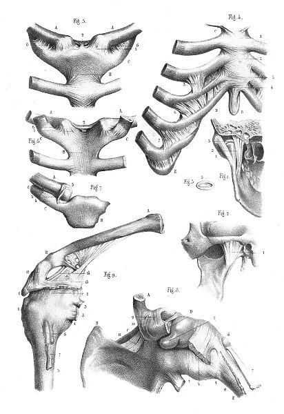 Articulations anatomy engraving 1866