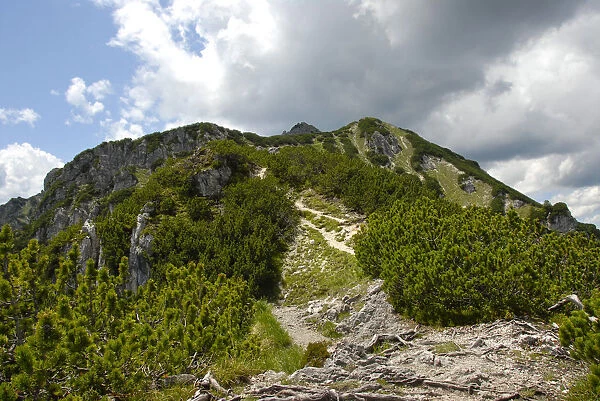 Ascent, path to the summit, Mt. Kramer or Mt. Kramerspitz, 1985m, Mountain Pine or Mugo Pine -Pinus mugo mugo-, near Garmisch-Partenkirchen, Werdenfelser Land area, Upper Bavaria, Bavaria, Germany, Europe