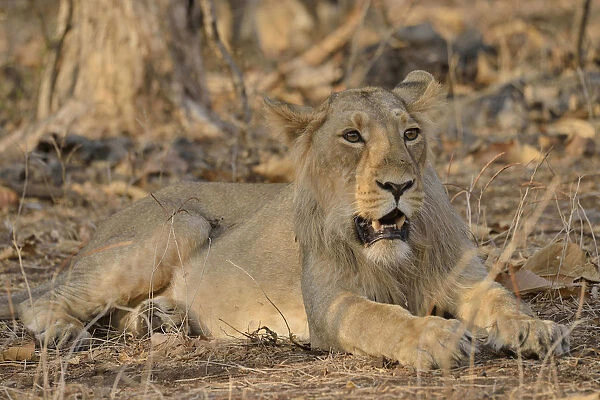 Asiatic Lion -Panthera leo persica-, young male, Gir Forest National Park, Gir Sanctuary, Gujarat, India