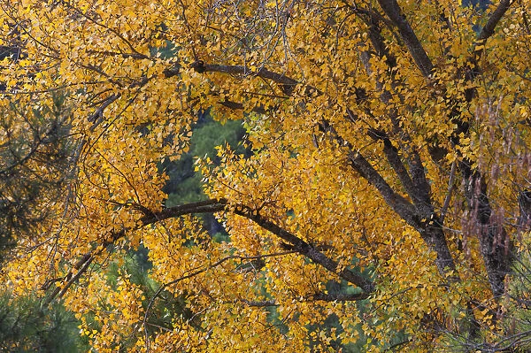 Autumn colours in cazorla natural park; segura y las villas jaen province andalusia spain