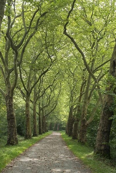 Avenue of Plane Trees -Platanus- near Konstanz, Baden-Wurttemberg, Germany