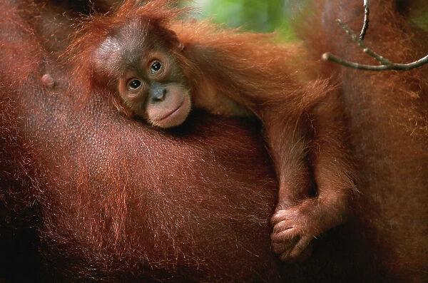 Baby orang utan (Pongo pygmaeus) resting on it's mother's chest, close up, Gunung Leuser N. P, Indonesia