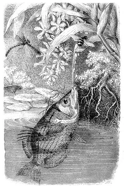 Banded Archerfish (Toxotes Jaculator)