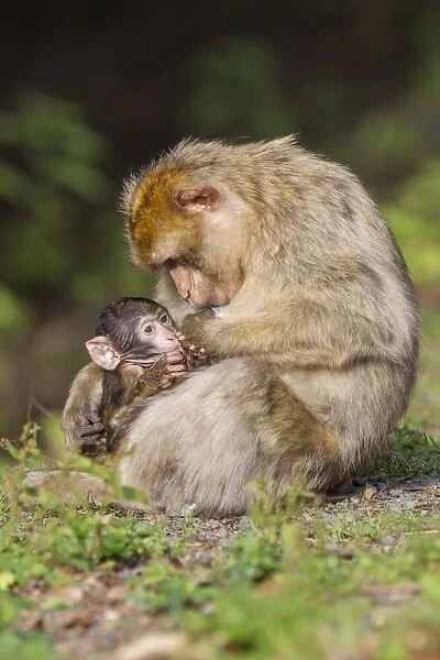 Barbary Macaque -Macaca sylvanus-, female suckling infant, captive